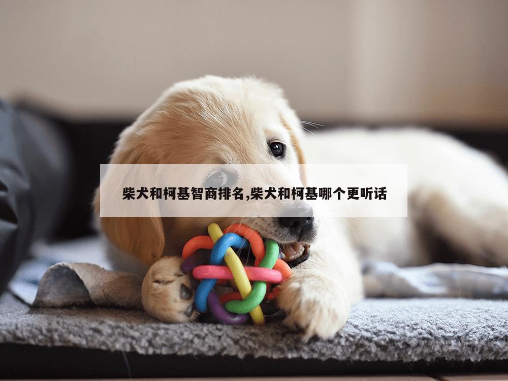 柴犬和柯基智商排名,柴犬和柯基哪个更听话